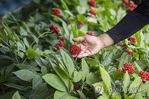 인삼 꽃[연합뉴스 자료사진]