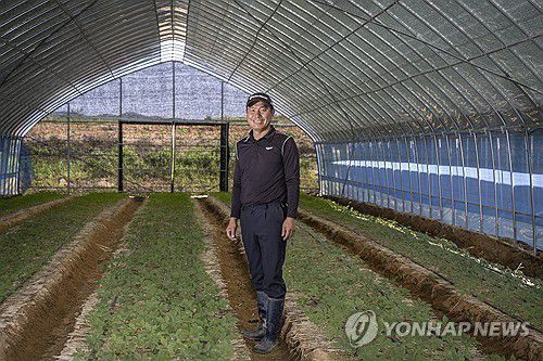 대형 하우스서 인삼 재배하는 전명수 회장[연합뉴스 자료사진]
