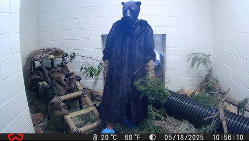 '베이비 베어'에게 먹이를 주기 위해 모피를 입고 곰 마스크 쓴 동물보호사[샌디에이고 동물보호협회 제공. 재배포 및 DB 금지]