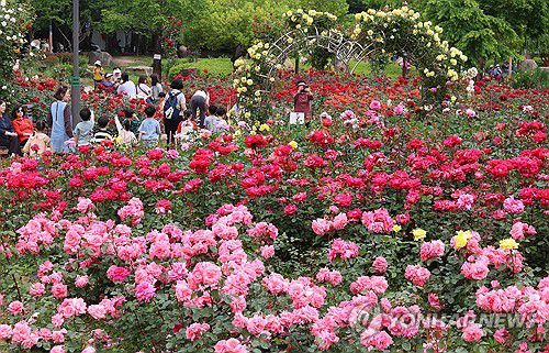 5월 수놓는 장미꽃(부산=연합뉴스) 강선배 기자 = 계절의 여왕 5월, 도심 곳곳에 곱게 핀 장미가 자태를 뽐내고 있다. 초여름 날씨를 보인 23일 부산 북구 화명장미공원에서 산책 나온 시민들이 활짝 핀 장미꽃을 감상하고 있다. 2025.5.23 sbkang@yna.co.kr