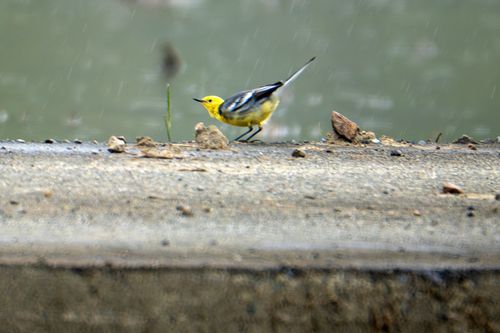 울산 찾은 노랑머리할미새[조현표 씨 제공. 재판매 및 DB 금지]