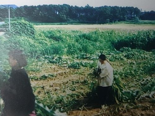 송준영씨가 자랐던 보육원의 농장에서 일하는 아이들의 모습조윤환 고아권익연대 대표는 "송준영씨가 자랐던 고아원의 농장에서 1987년 고아들이 체험학습을 한다면서 홍보자료에 수록된 사진인데, 실제로 그 고아원 아동들은 심각한 노동착취를 당했다"고 밝혔다. [고아권익연대 제공]