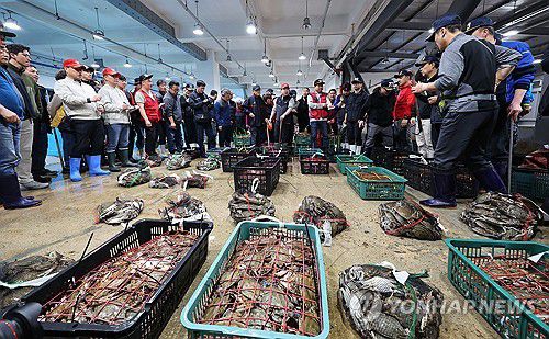 어획량 급감한 연평도 봄 꽃게 경매[연합뉴스 자료사진]
