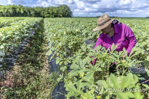 미국 플로리다의 농장에서 일하는 이민자[EPA=연합뉴스 자료사진]
