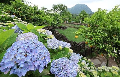 노지수국의 계절이 왔다제주 서귀포시 안덕면 덕수리 카페 마노르블랑 정원에 노지수국이 개화하기 시작한 모습. 2025.5.23 [연합뉴스 자료사진]