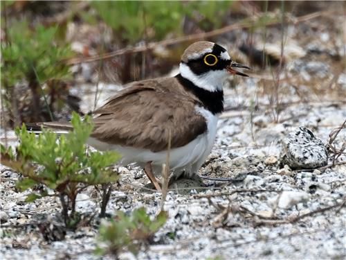 자갈밭 주차장에서 포란 중인 꼬마물떼새[촬영 유형재]