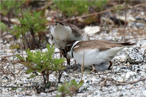 둥지에서 교대하는 다정한 꼬마물떼새 부부[촬영 유형재]