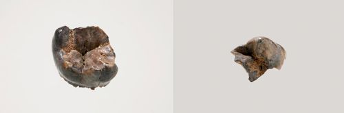 공주 왕릉원 2호분 출토 어금니[국립부여문화유산연구소 제공. 재판매 및 DB 금지]