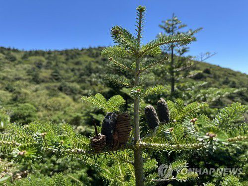 한라산 구상나무한라산 남벽 분기점 인근 방애오름 구상나무. 2024.9 [연합뉴스 자료사진]