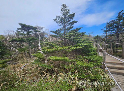 한라산 영실 구상나무한라산 영실코스 구상나무 숲. 한라산 깃대종인 구상나무는 기후변화의 지표가 되는 고유수종으로 한라산 고지대에 분포한다. 2025.5 [연합뉴스 자료사진]