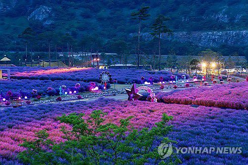 밤까지 피어나는 보랏빛 향기[연합뉴스 자료사진]