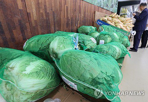 여름배추 25% 감소 예상(서울=연합뉴스) 이재희 기자 = 서울의 한 대형마트에 진열된 배추. 2025.6.15 scape@yna.co.kr