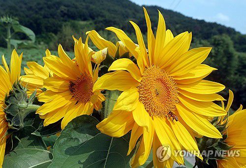 해바라기와 벌[연합뉴스 자료사진]