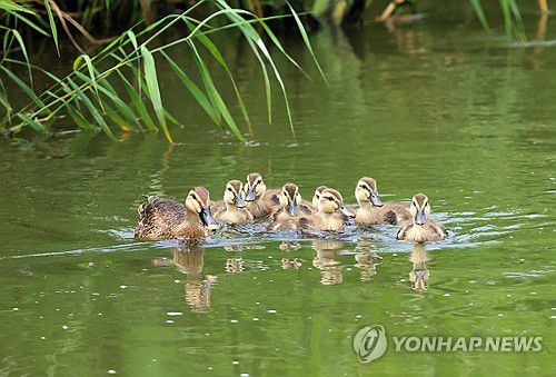 장마 오기 전에 안전한 곳으로(강릉=연합뉴스) 유형재 기자 = 16일 강원 강릉시 경포천에서 흰뺨검둥오리 가족이 상류로 이동하고 있다. 2025.6.16 yoo21@yna.co.kr
