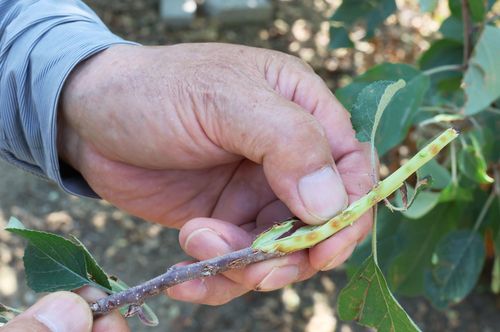 우박 맞아 내부까지 멍이 든 사과나무 줄기[촬영 이준영]