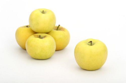 사과 '골든볼' 품종[농촌진흥청 제공. 재판매 및 DB 금지]