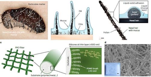 우상혁 중앙대 교수팀, 코털 모사한 공기 필터 개발[네이처 캡처. 재판매 및 DB 금지]
