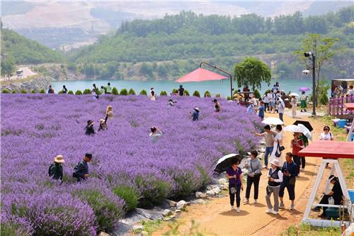 무릉별유천지 라벤더 축제[동해시 제공. 재판매 및 DB 금지]
