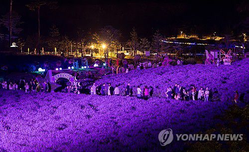 달빛에 더 짙은 보랏빛 라벤더[연합뉴스 자료사진]