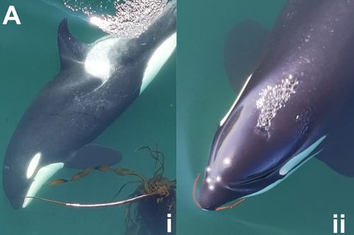 다시마 줄기를 입으로 끊어 도구를 만드는 범고래[Current Biology / Michael N. Weiss et al. 제공. 재판매 및 DB 금지]