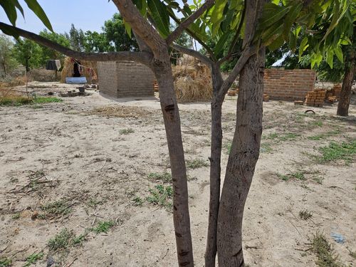 카메룬 최북단주 앙두밀 마을의 나무에 표시된 홍수 수위 표시(마루아<카메룬>=연합뉴스) 노재현 기자 = 지난 10일(현지시간) 카메룬 최북단주 마가호수 근처의 앙두밀 마을. 2025.6.25 nojae@yna.co.kr