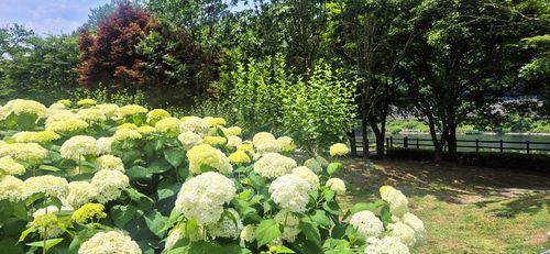 대덕구 대청공원에 수국 '활짝'[대전 대덕구 제공. 재판매 및 DB 금지]