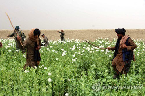 마약성 양귀비 파괴하는 아프간 탈레반 보안대원들[EPA 연합뉴스 자료사진. 재판매 및 DB 금지]