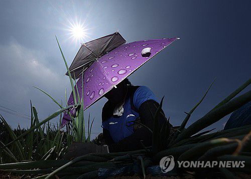 뙤약볕 아래 밭일(고령=연합뉴스) 윤관식 기자 = 무더위가 계속되며 폭염특보가 발효 중인 2일 경북 고령군 다산면의 한 밭에서 한 농민이 뙤약볕 아래서 파 모종을 심고 있다. 2025.7.2 psik@yna.co.kr