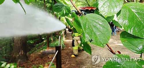 물에 약한 러브버그...살수로 퇴치(서울=연합뉴스) 최재구 기자 = 3일 서울 노원구 공릉동 삼육대학교에서 소방대원들이 물을 뿌리며 러브버그 현장 방제활동을 하고 있다. 관계자는 러브버그 퇴치는 날개가 약한 개체의 특성으로 나뭇잎 아래쪽에 살수하는 것으로 충분하다고 전했다.  2025.7.3 jjaeck9@yna.co.kr