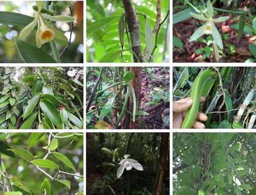 연구에 포함된 바닐라 종들 [Charlotte Watteyn 제공. 재판매 및 DB 금지]