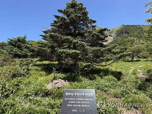 한라산 구상나무 대표목[촬영 백나용]