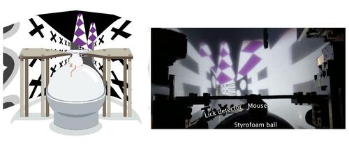 공간 학습하는 쥐 실험[정누리 박사 브런치 캡처. 재판매 및 DB 금지]