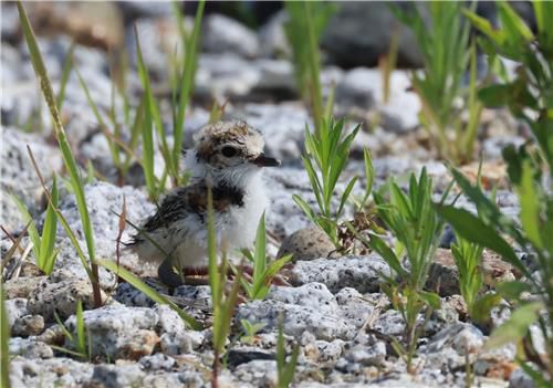 부화한 새끼와 남아 있는 알[촬영 유형재]