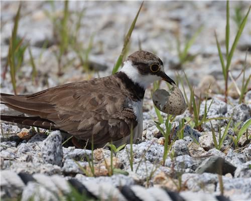 부화 후 알껍데기를 둥지 멀리 갖다버리는 어미[촬영 유형재]