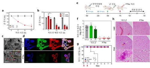 'FTNx' 처리 시간과 농도에 따른 균 증식 결과 [KAIST 제공. 재판매 및 DB 금지]