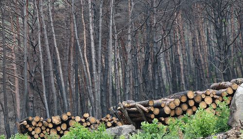 영양 삼의계곡의 그을린 나무[촬영 윤관식]