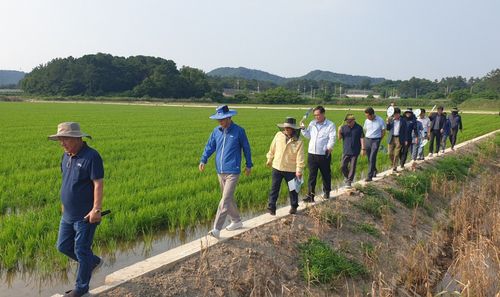 대규모 벼논 평가회[독자 제공]