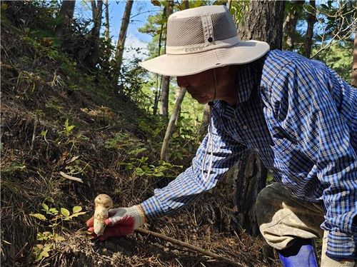 울진 금강송 산지농업시스템[농림축산식품부 제공. 재판매 및 DB금지]