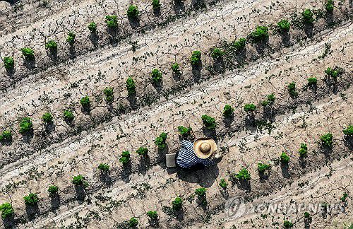 폭염과 가뭄(대구=연합뉴스) 윤관식 기자 = 폭염이 계속된 8일 경북 고령군 다산면 한 밭이 메말라 갈라진 모습을 보이는 가운데 농민이 잡초 뽑는 작업을 하고 있다. 2025.7.8 psik@yna.co.kr