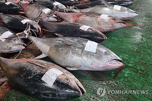 대형 참다랑어가 한가득(영덕=연합뉴스) 8일 경북 영덕 앞바다에서 잡힌 대형 참다랑어(참치)가 강구수협 위판장 앞에 놓여 있다. 2025.7.8 [독자 제공. 재판매 및 DB 금지] sds123@yna.co.kr