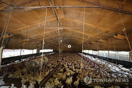 폭염 속 육계농장(제천=연합뉴스) 폭염이 이어지는 가운데 9일 낮 충북 제천시 수산면의 한 육계농장에 닭들이 사육되고 있는 모습. 2025.7.9 [독자제공. 재판매 및 DB 금지] vodcast@yna.co.kr