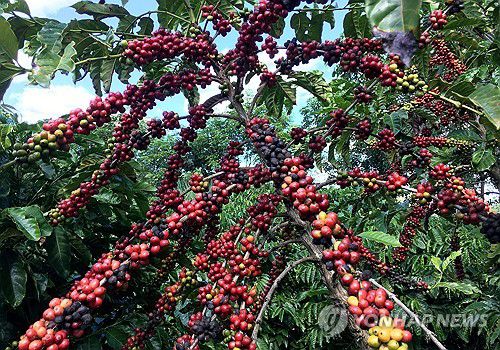 브라질 로부스타 커피 열매[로이터 연합뉴스 자료사진. 재판매 및 DB 금지]