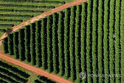 브라질 커피 농장[로이터 연합뉴스 자료사진. 재판매 및 DB 금지]