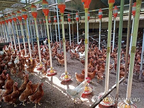 폭염 속 양계장(단양=연합뉴스) 연일 폭염이 계속되는 가운데 9일 낮 충북 단양군 영춘면의 한 산란계 농장 내부의 모습. 2025.7.9 [독자제공. 재판매 및 DB 금지] vodcast@yna.co.kr