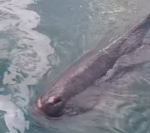 부산 기장군 대변항에 나타난 향고래 [울산해양경찰서 제공. 재판매 및 DB 금지]