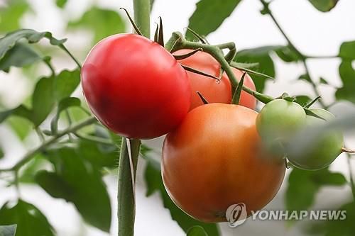 토마토(크림반도 타스=연합뉴스 자료사진) 2024년 11월 12일 크림반도에 있는 한 온실에서 재배되고 있는 토마토. (Sergei Malgavko/TASS) 2025.7.15.