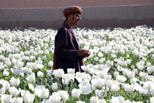 아프가니스탄 남부 칸다하르주의 한 양귀비 농장[EPA 연합뉴스 자료사진. 재판매 및 DB 금지]