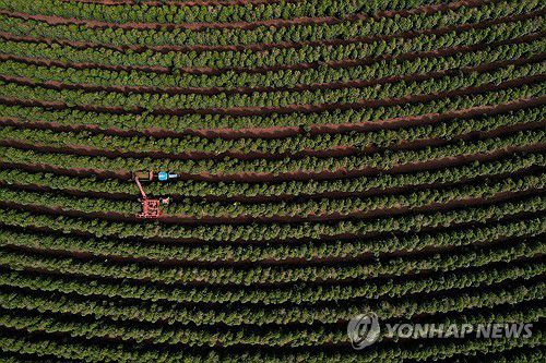브라질 커피 농장[브라질리아 로이터=연합뉴스. 재판매 및 DB 금지]