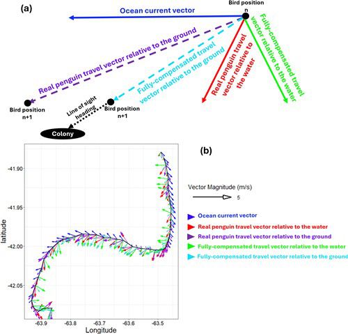 마젤란펭귄이 둥지로 돌아오는 경로 벡터 분석(a) 지점 n의 해류 벡터(진한 파란색 실선), 펭귄의 수중 이동 벡터(빨간색 실선), 완전히 보정된 수중 이동 벡터(초록색 실선). 지점 n+1의 펭귄 지면 기준 이동 벡터(보라색 점선)와 완전히 보정된 지면 기준 이동 벡터(하늘색 점선). 검은색 점선 화살표는 서식지 방향 직선 경로. (b) 한 펭귄의 이동 경로를 5분 단위로 계산한 모습. [PLOS Biology / Richard M. Gunner et al. 제공. 재판매 및 DB 금지]