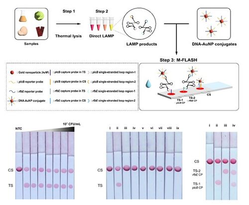 엠플래시 작동 과정[한국보건산업진흥원 제공]